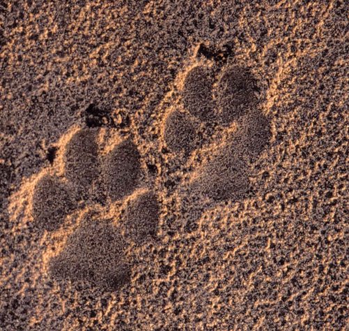 Wolf tracks, Saxony, Germany 