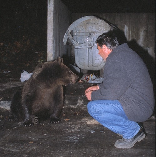 Brown bear being hand-fed in Brasov, Romania 