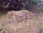 Leopard, Caucasian Mountains, Georgia  