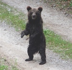 Brown bear cub, Gorski Kotar, Croatia