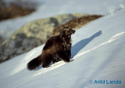 Wolverine, Troms County, Norway
