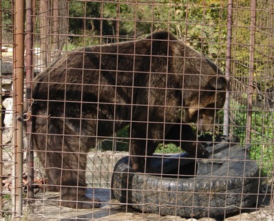  Captive bear at Bosnian road side cafe 