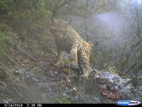 Lynx covering its kill, Macedonia