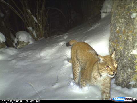 Serbian lynx photographed