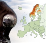 Status of wolverines in Europe