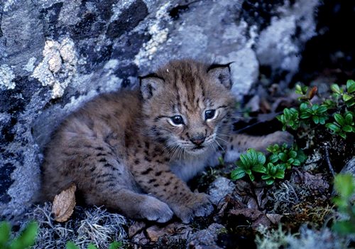 Eurasian lynx kitten, Hedmark County, Norway
