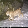 Camera trap evidence